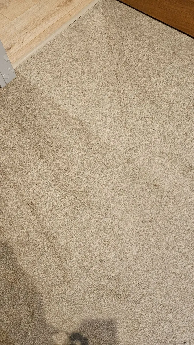 Free Carpet - Image 4