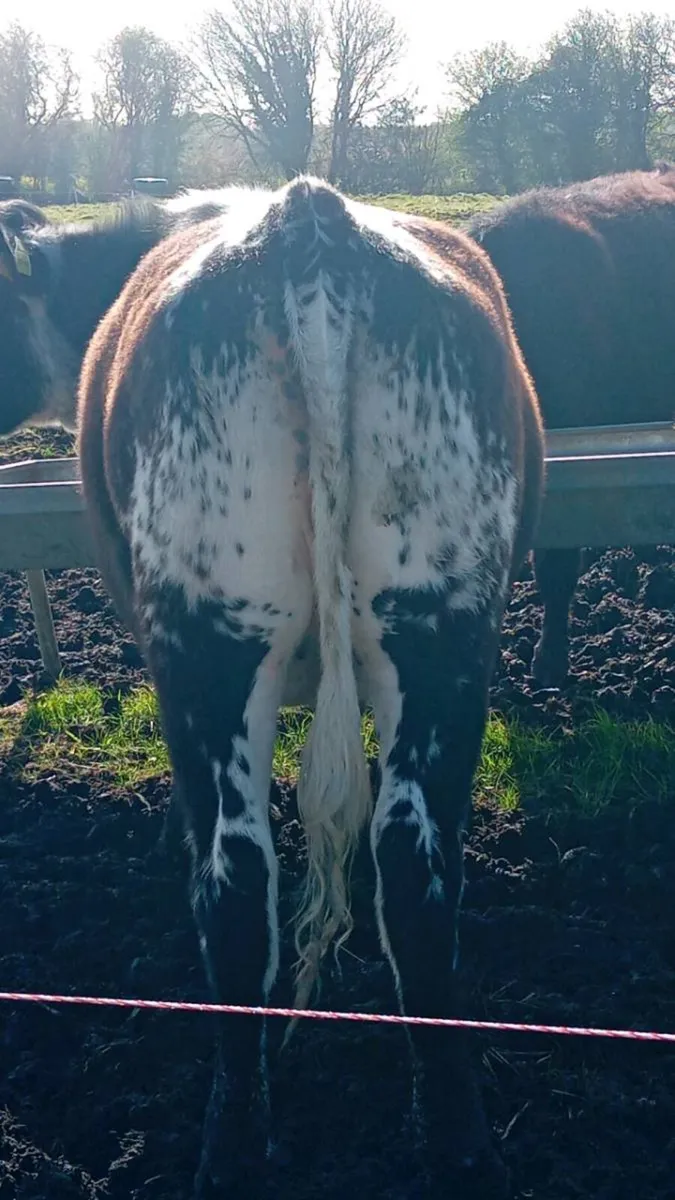 Speckled Park Heifer - Image 2