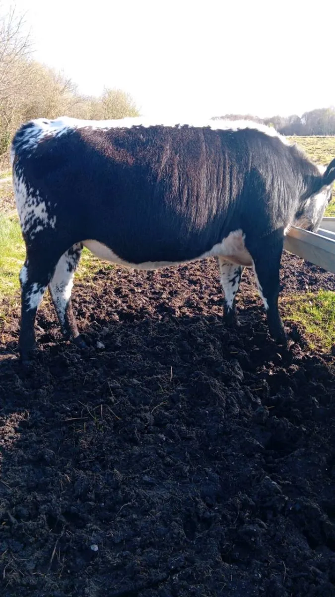 Speckled Park Heifer - Image 3