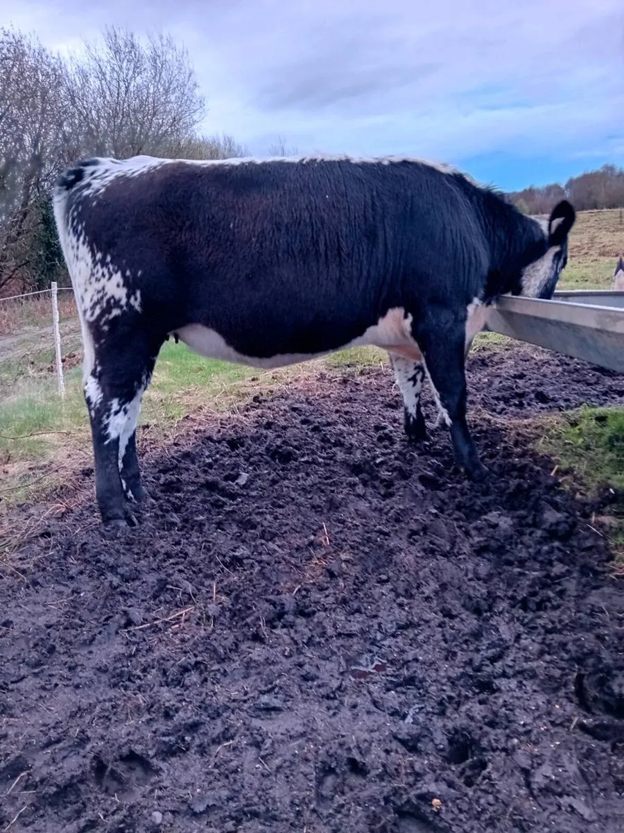 Speckled Park Heifer - Image 4