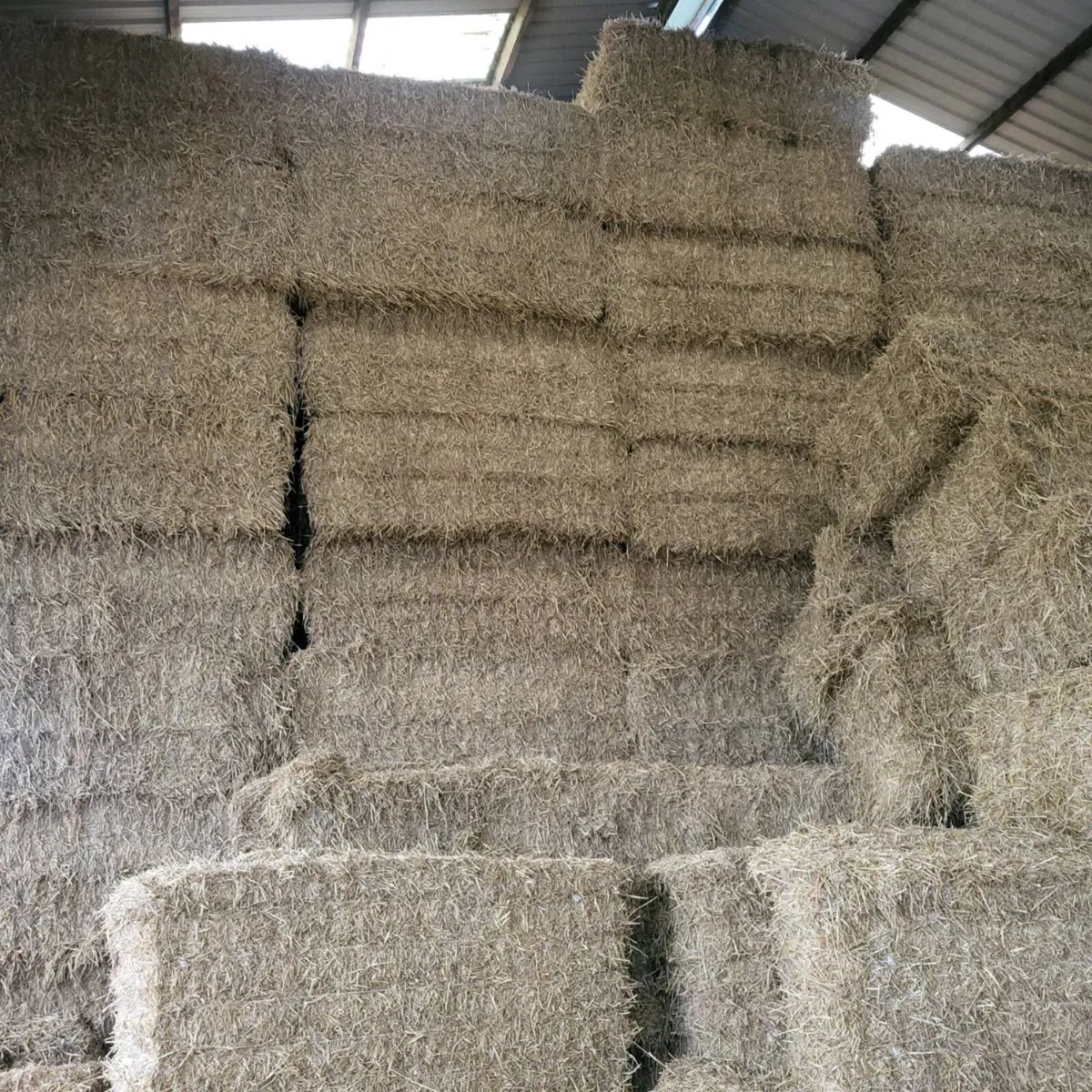 Barley straw - Image 3