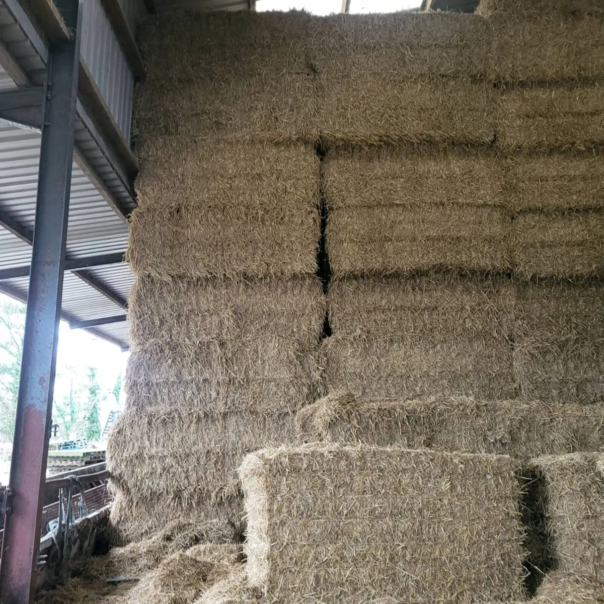 Barley straw - Image 4
