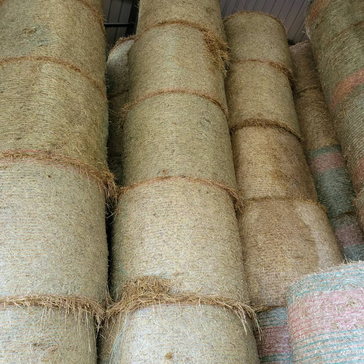 Barley straw - Image 2