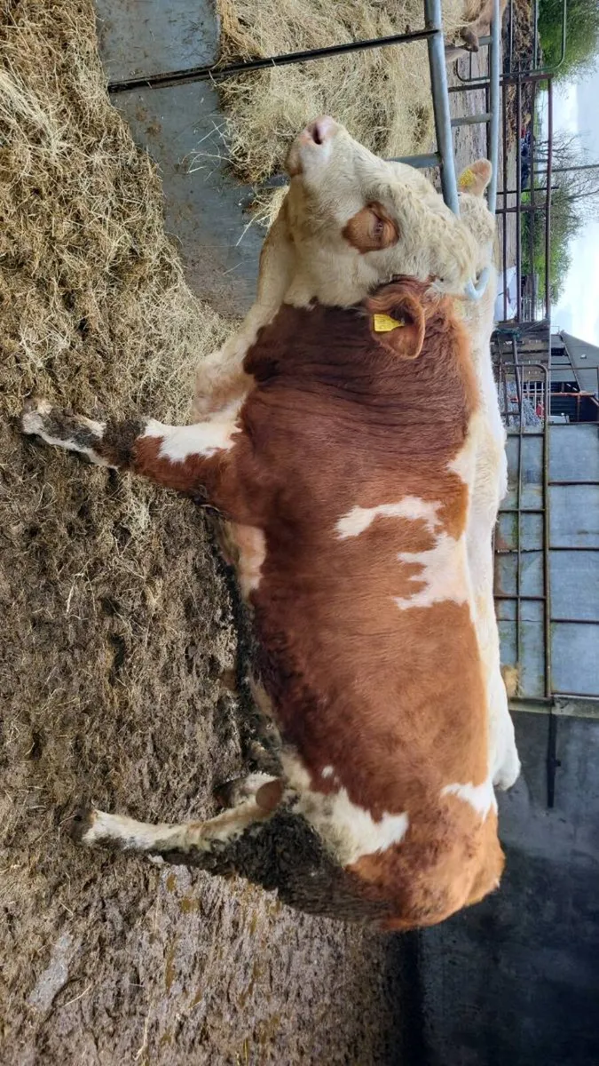 Simmental bull - Image 3