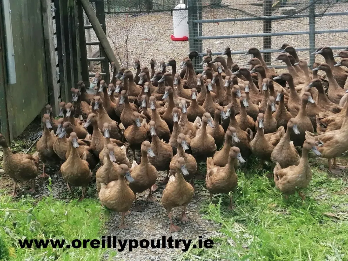 Poultry - Image 1