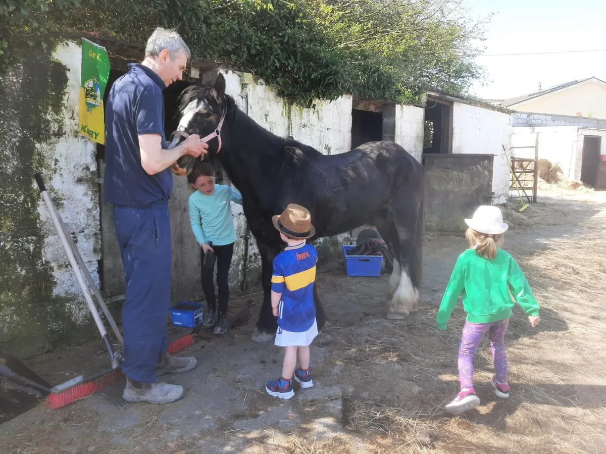 Pony- Quiet Cob suit to suit beginner child - Image 1