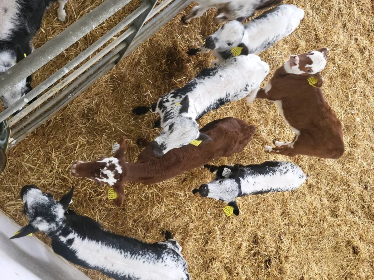 Calves - Image 1