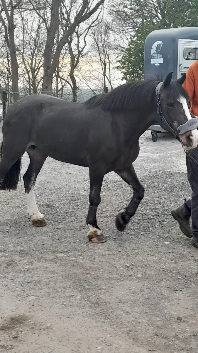 Pony- Quiet Cob suit to suit beginner child - Image 2
