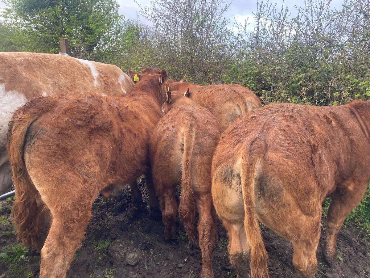 5 Super Quality Lim Bull weanlings - Image 2