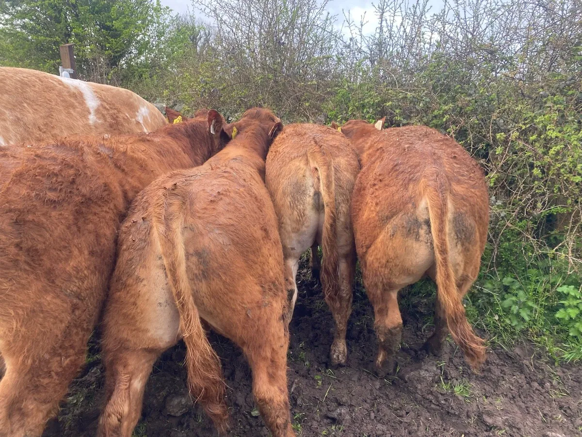 5 Super Quality Lim Bull weanlings - Image 1