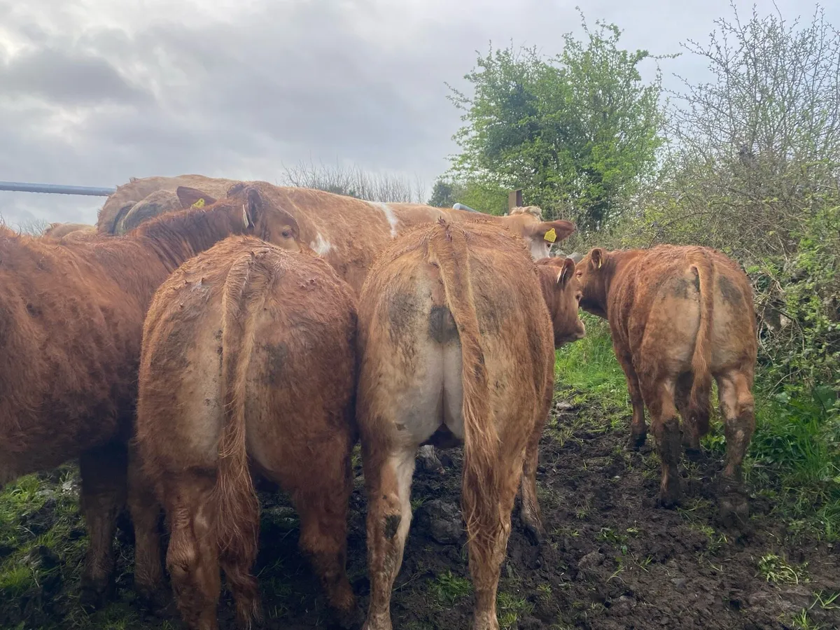 5 Super Quality Lim Bull weanlings - Image 4