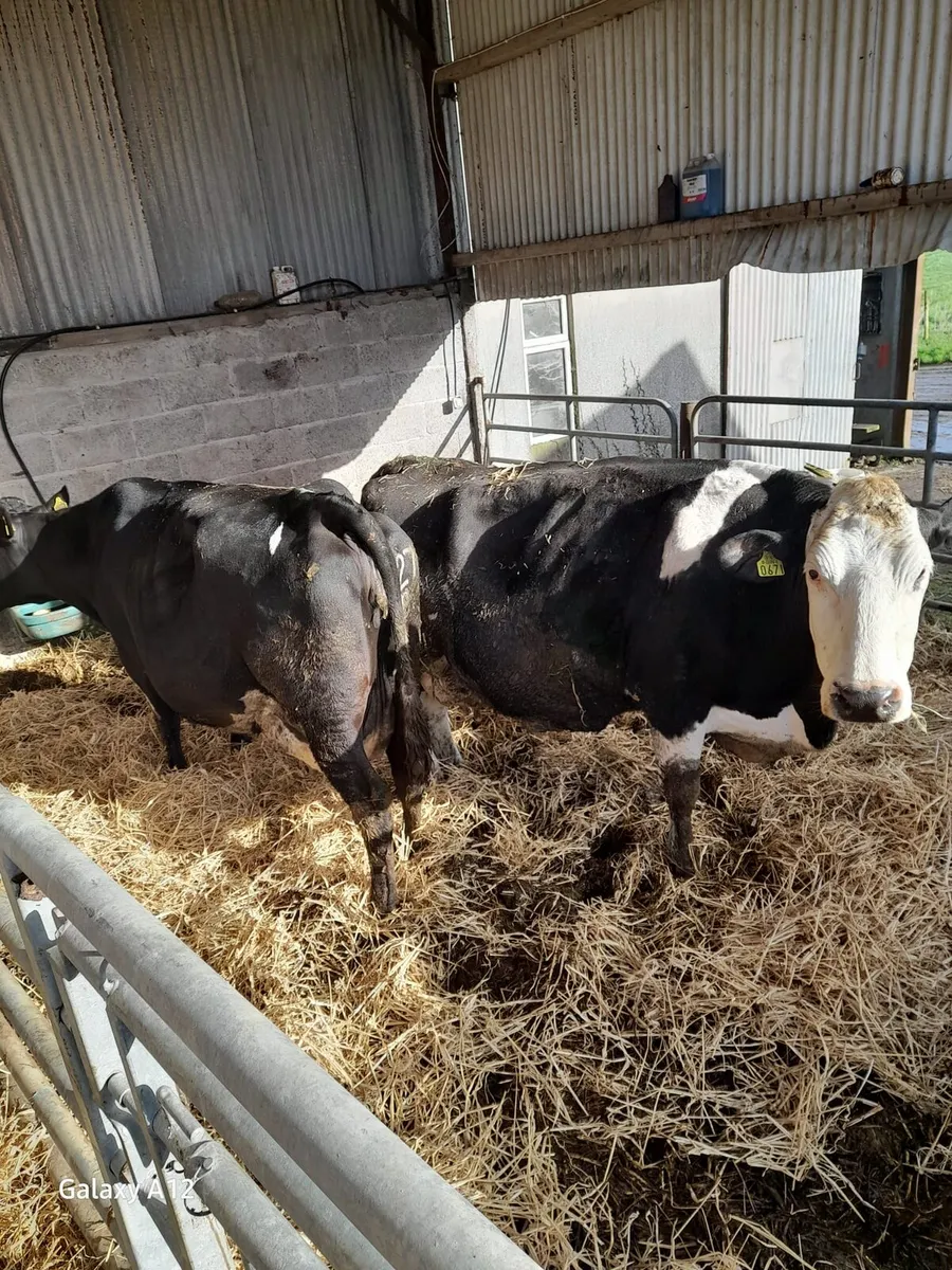 Cows in Calf