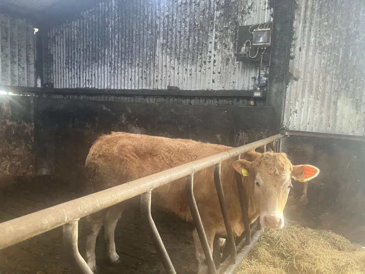 Breeding heifers and PB Reg Dexter - Image 2