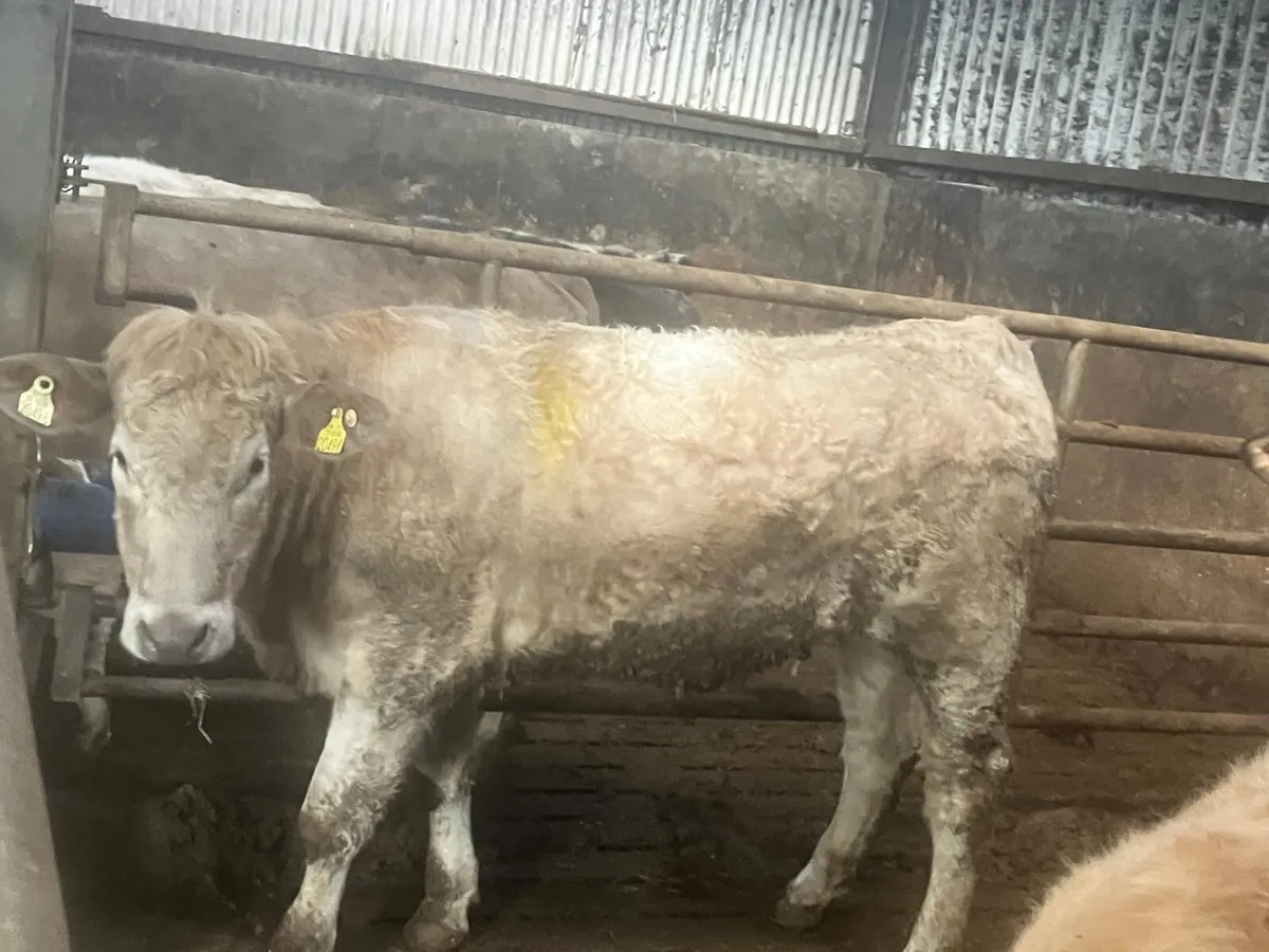 Breeding heifers and PB Reg Dexter - Image 3