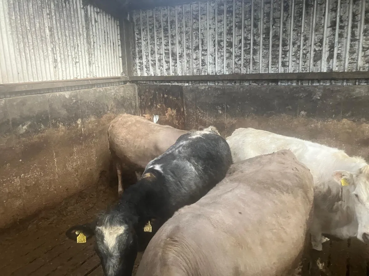 Breeding heifers and PB Reg Dexter - Image 4