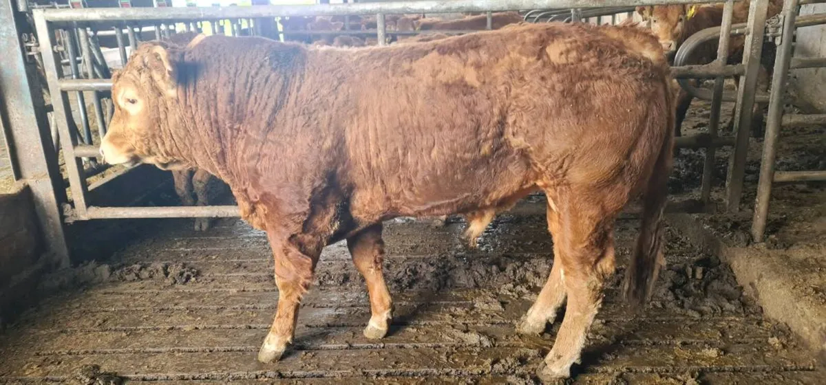 Pedigree registered limousine bulls for sale - Image 1