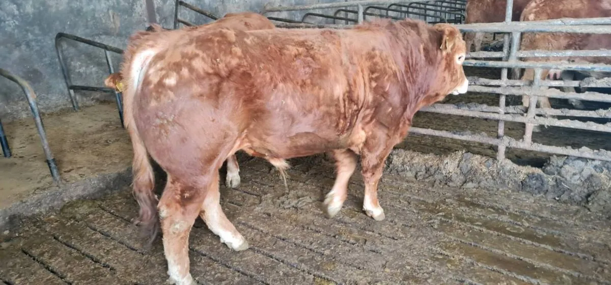 Pedigree registered limousine bulls for sale - Image 3