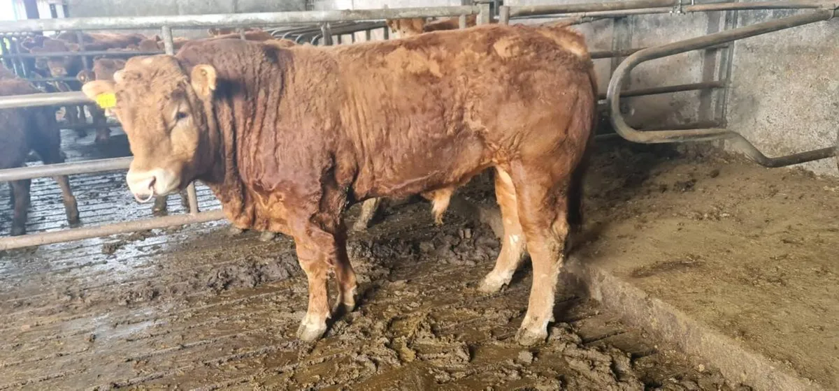 Pedigree registered limousine bulls for sale - Image 2