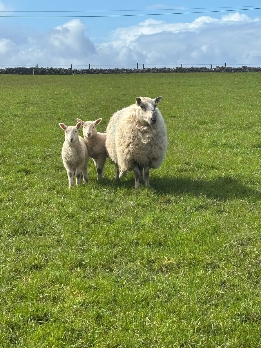 Ewes and lambs - Image 1