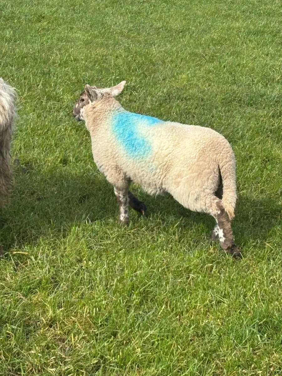 Ewes and lambs - Image 2