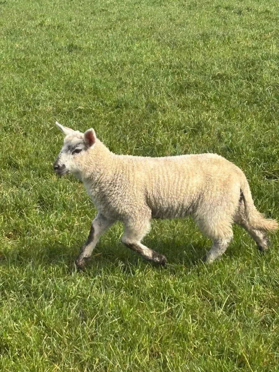 Ewes and lambs - Image 3