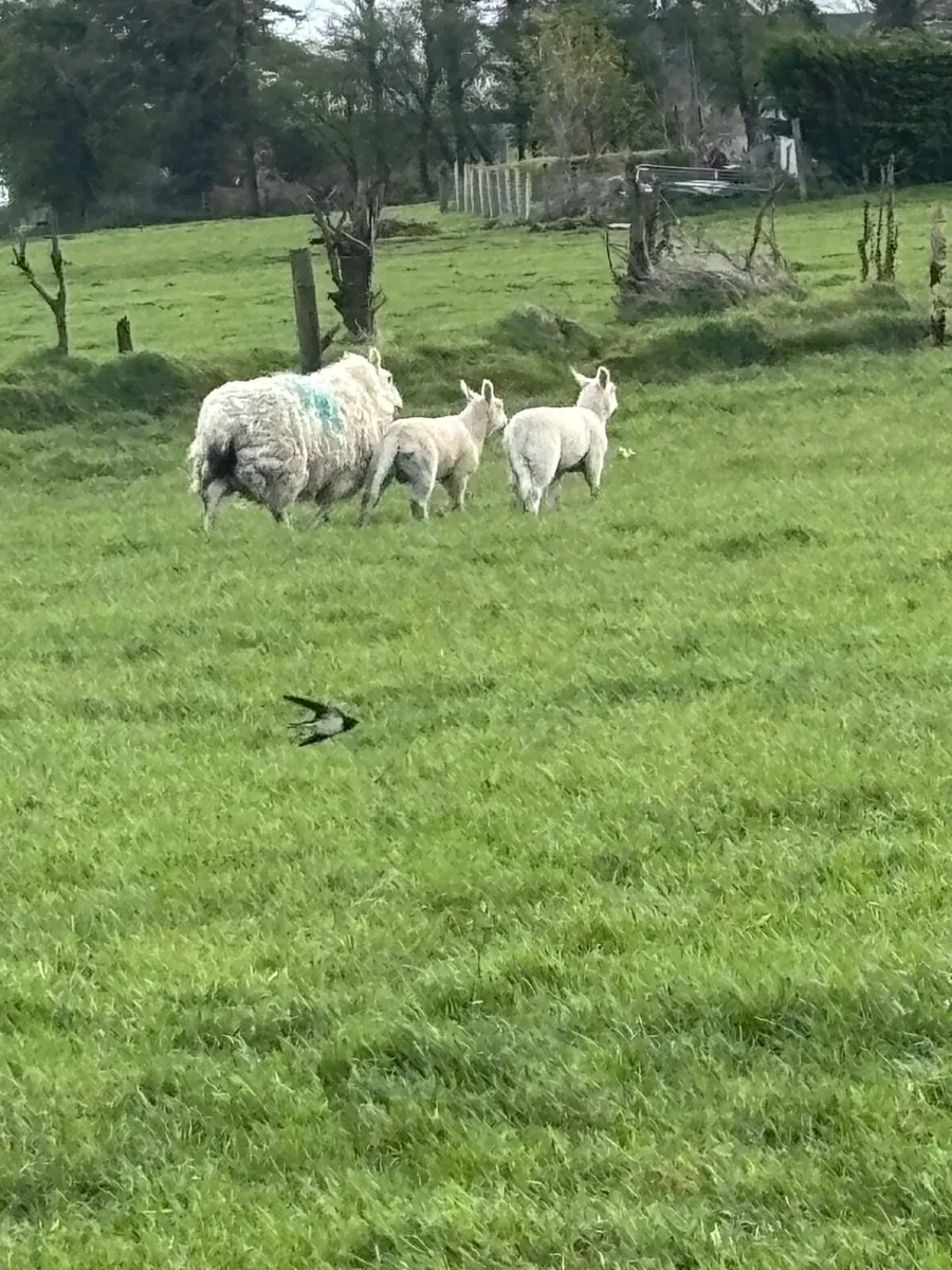 Ewes and lambs - Image 4
