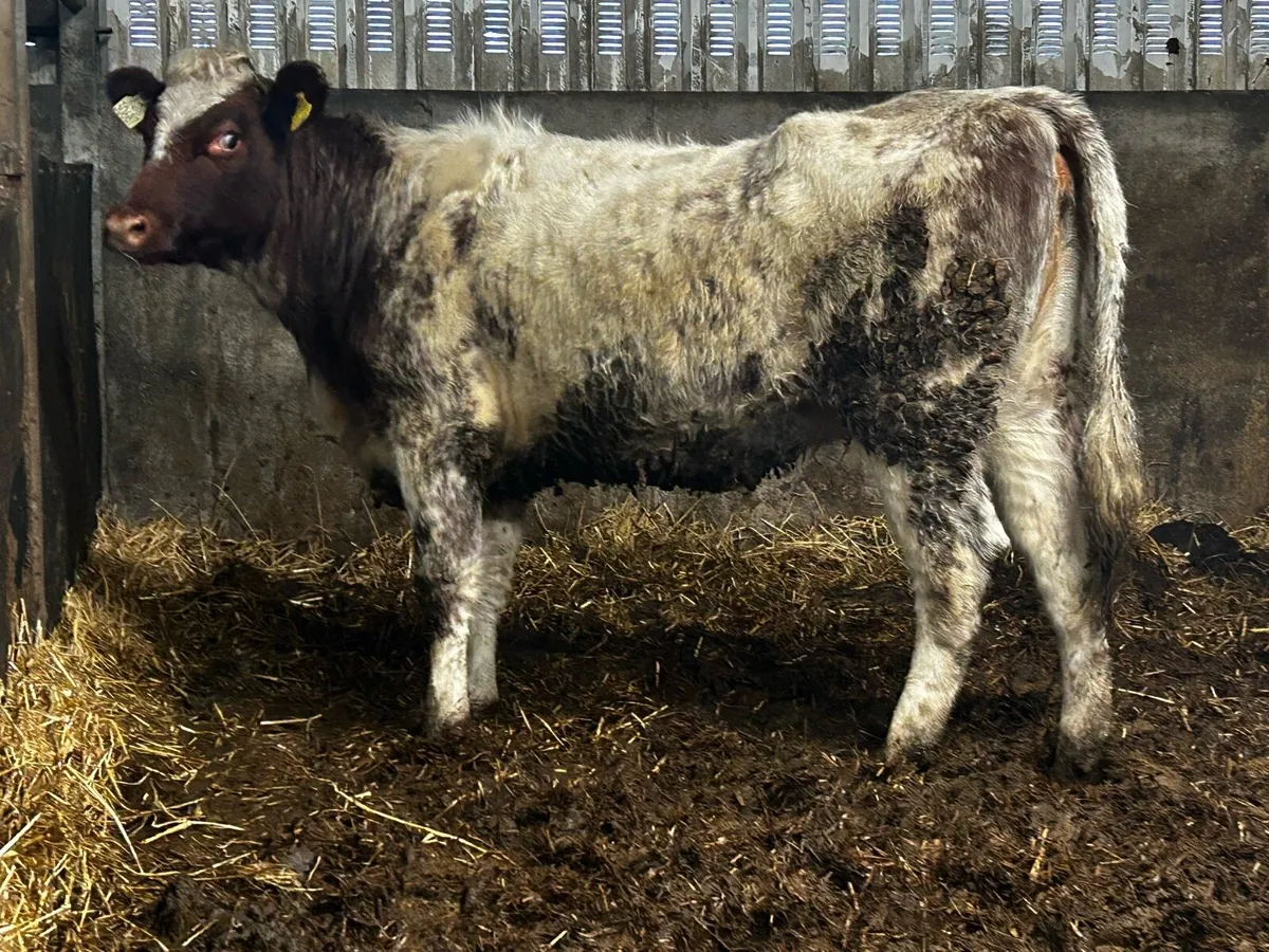 5 Star Genotyped Pedigree Shorthorn Heifer - Image 1