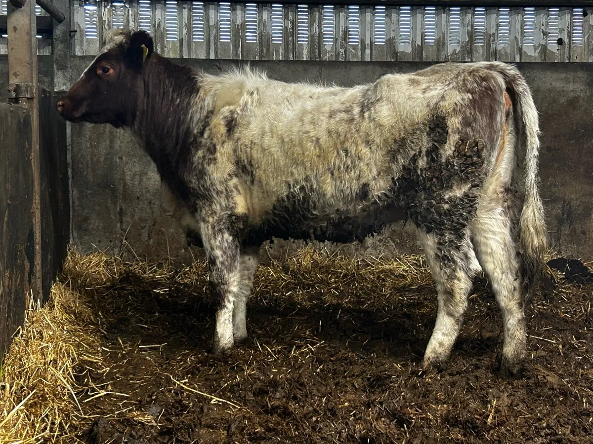 5 Star Genotyped Pedigree Shorthorn Heifer - Image 2