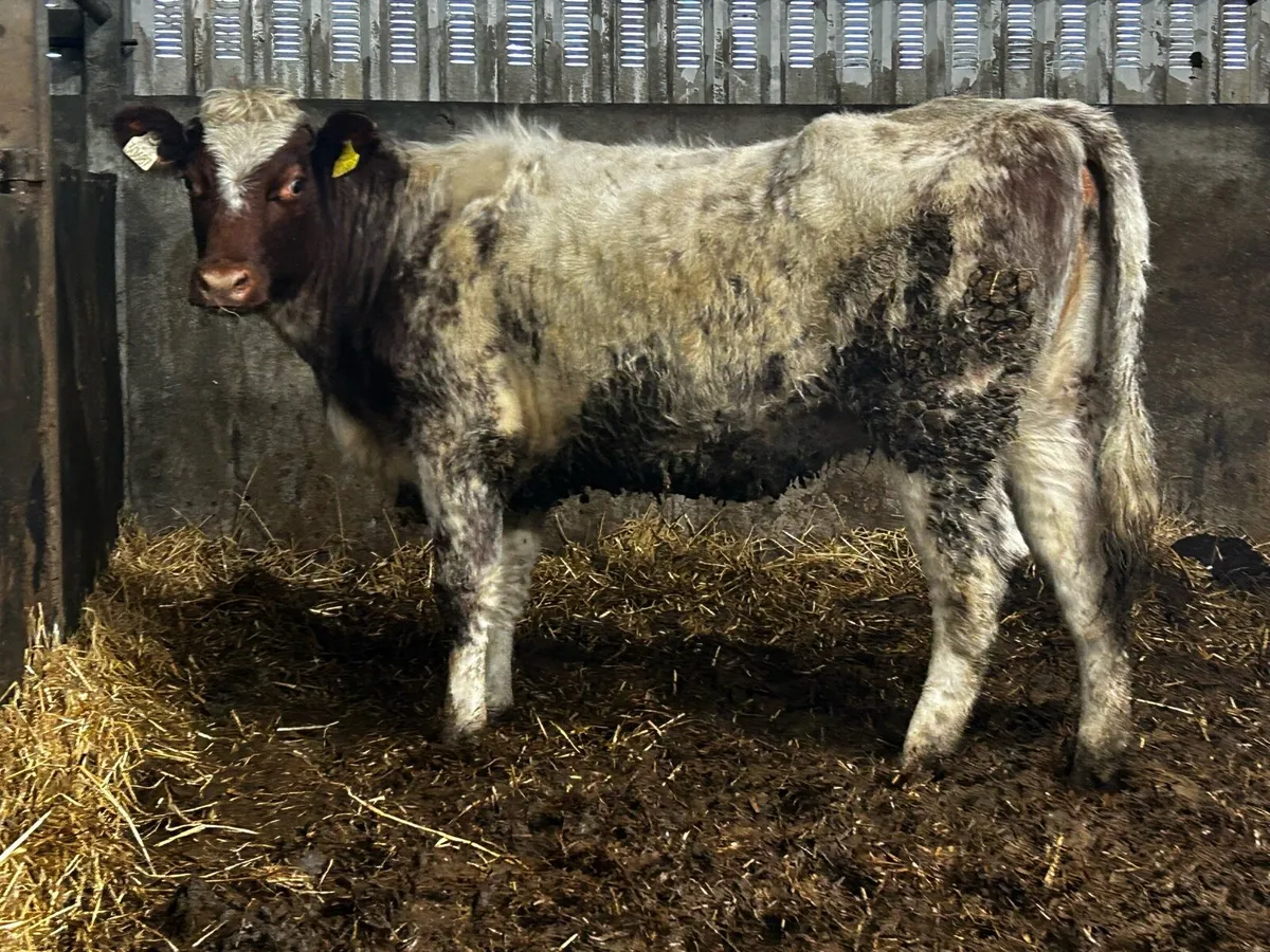 5 Star Genotyped Pedigree Shorthorn Heifer - Image 3