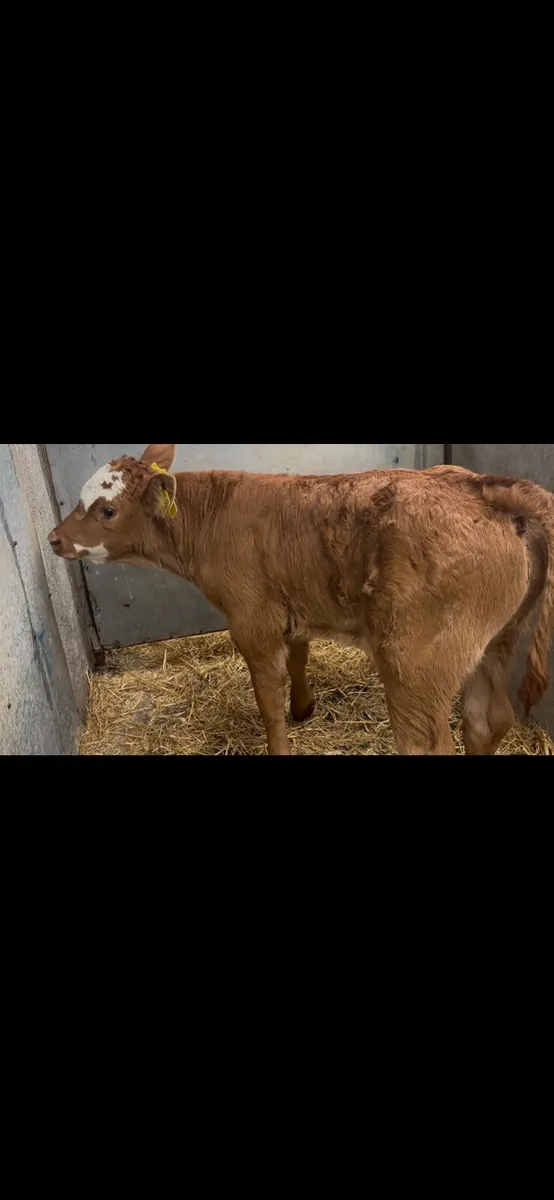 Suckler Bred Red LM Bull Calf - Image 4