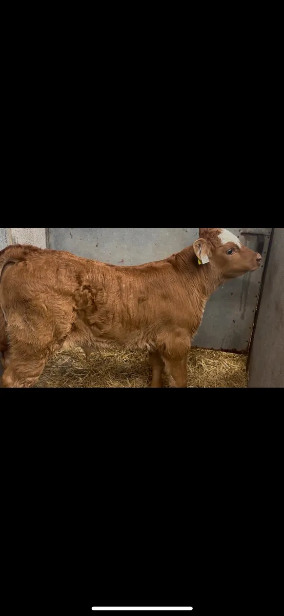 Suckler Bred Red LM Bull Calf - Image 2