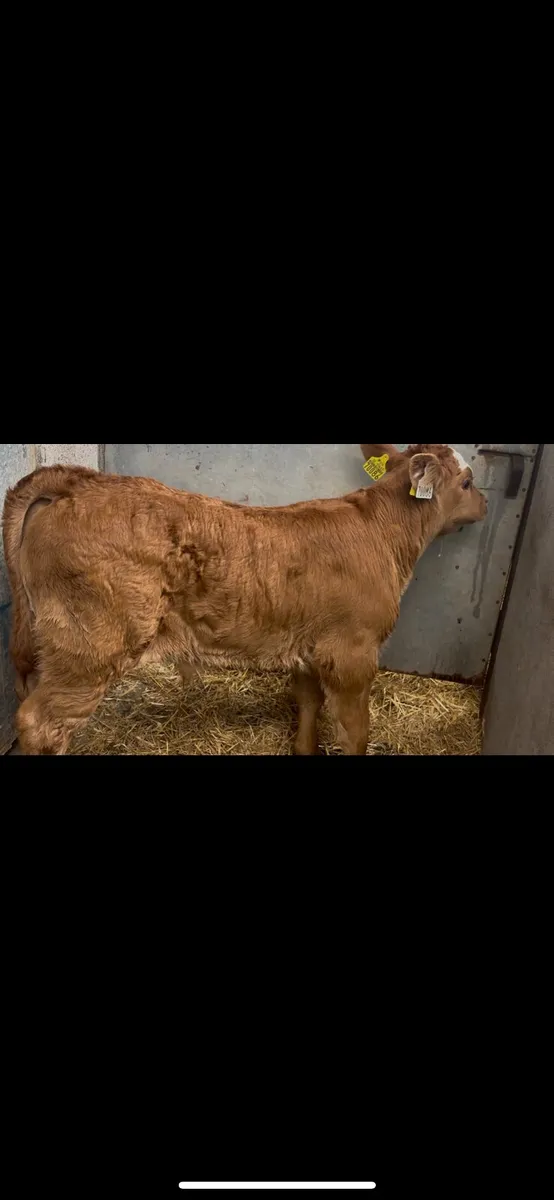 Suckler Bred Red LM Bull Calf - Image 3