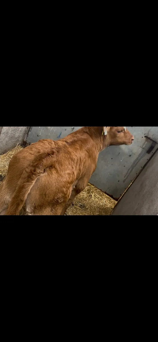 Suckler Bred Red LM Bull Calf - Image 1