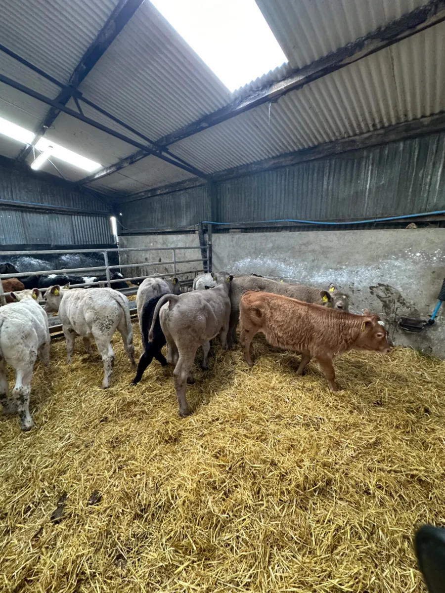 Beef bred bulls - Image 4