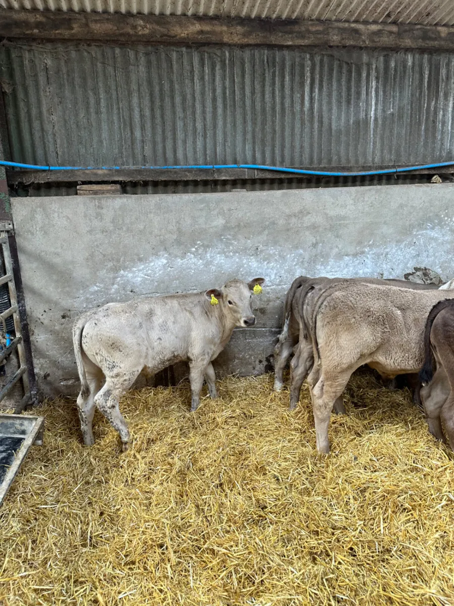 Beef bred bulls - Image 2