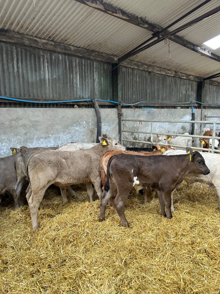 Beef bred bulls - Image 3