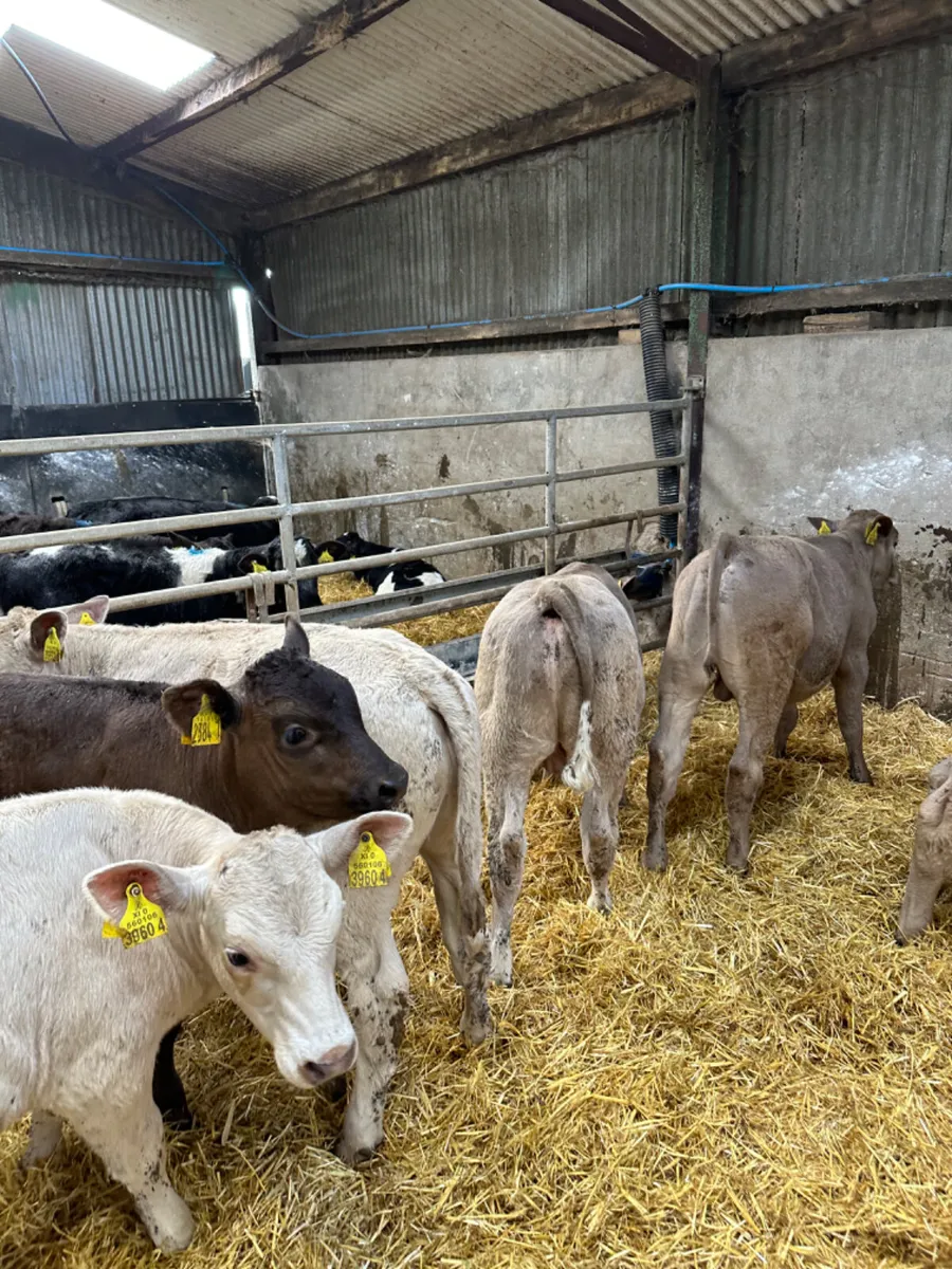 Beef bred bulls - Image 1