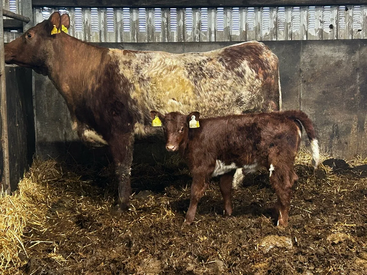 Pedigree 5 Star Roan Cow & 5 Star Heifer Calf - Image 3