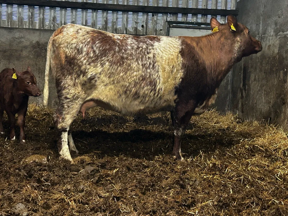 Pedigree 5 Star Roan Cow & 5 Star Heifer Calf - Image 4