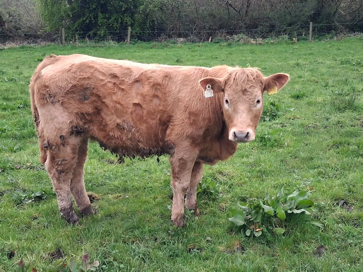 Organic Heifers - Image 2