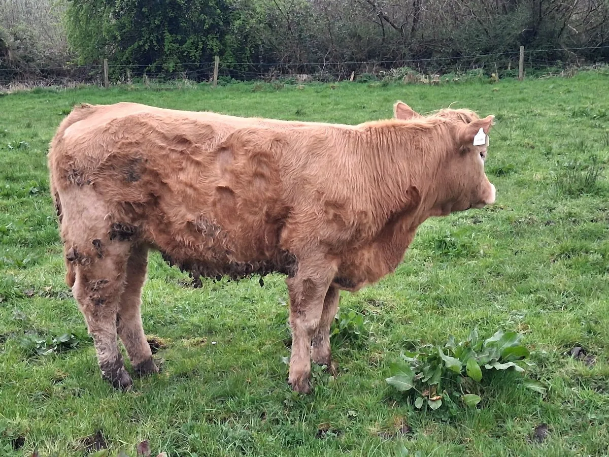 Organic Heifers - Image 3