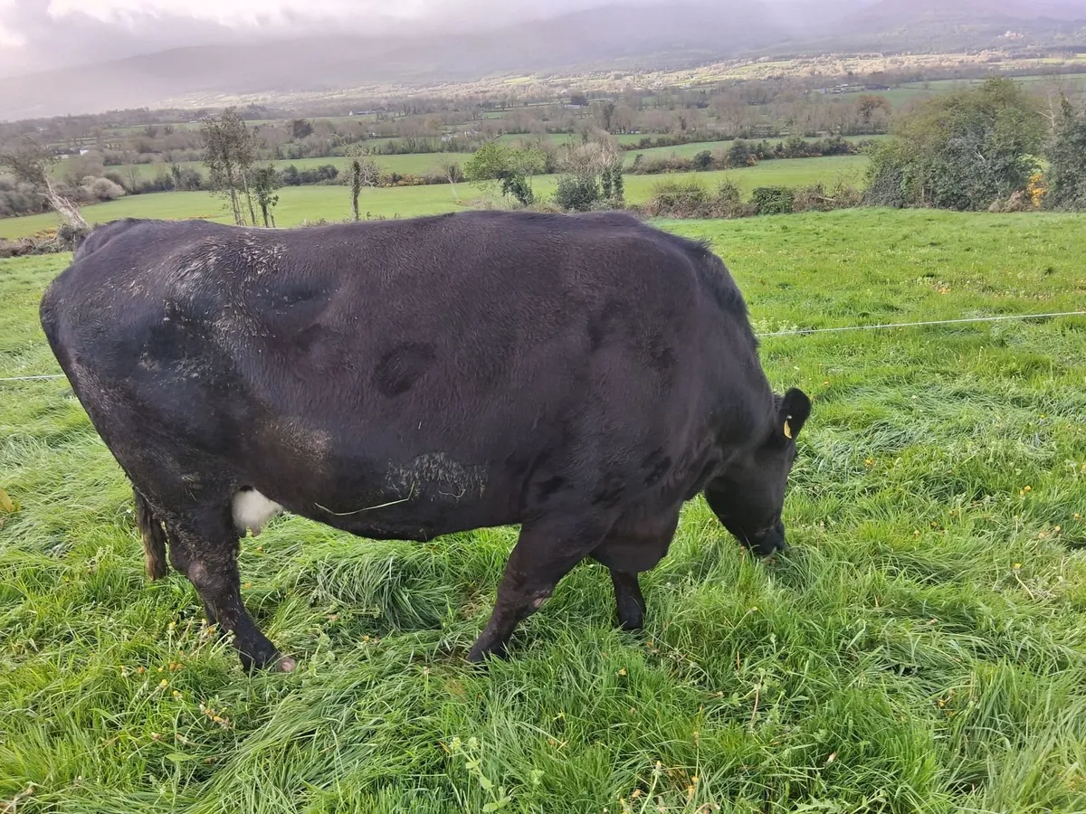 Cull cow - Image 2