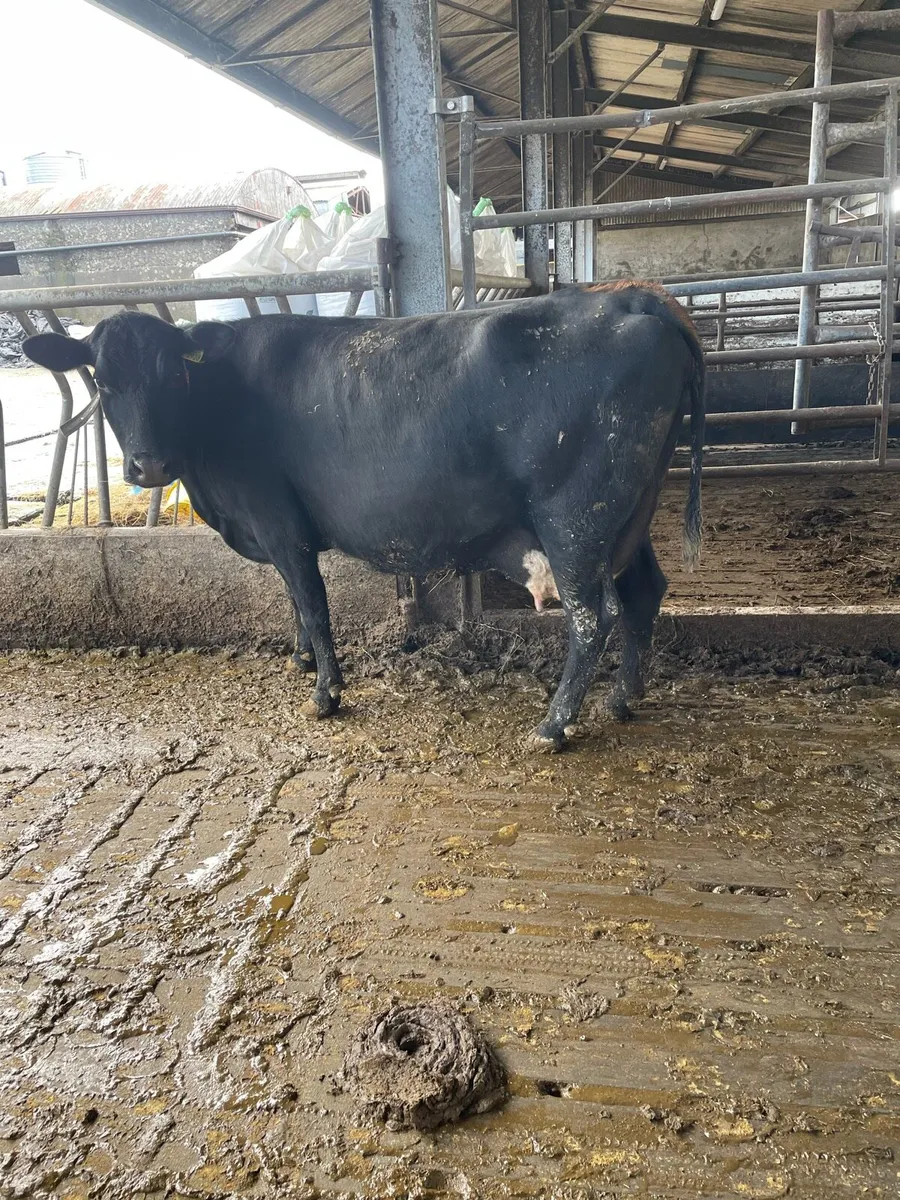 Incalf cow - Image 1