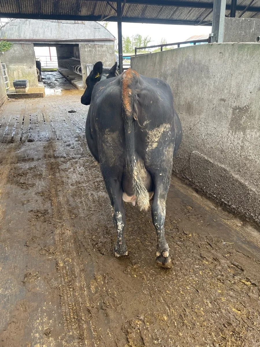 Incalf cow - Image 3