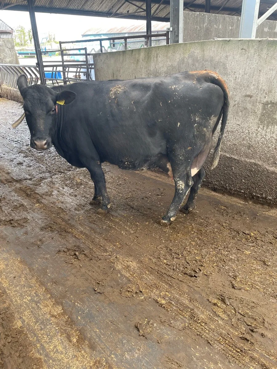 Incalf cow - Image 4