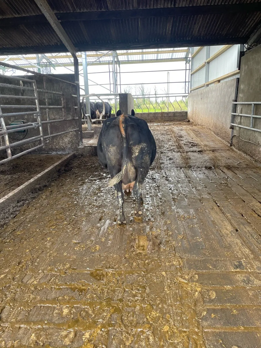 Incalf cow - Image 2