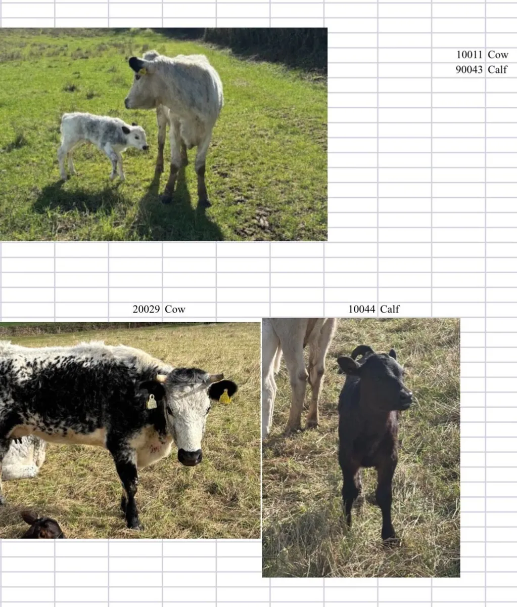 Cattle - Image 1