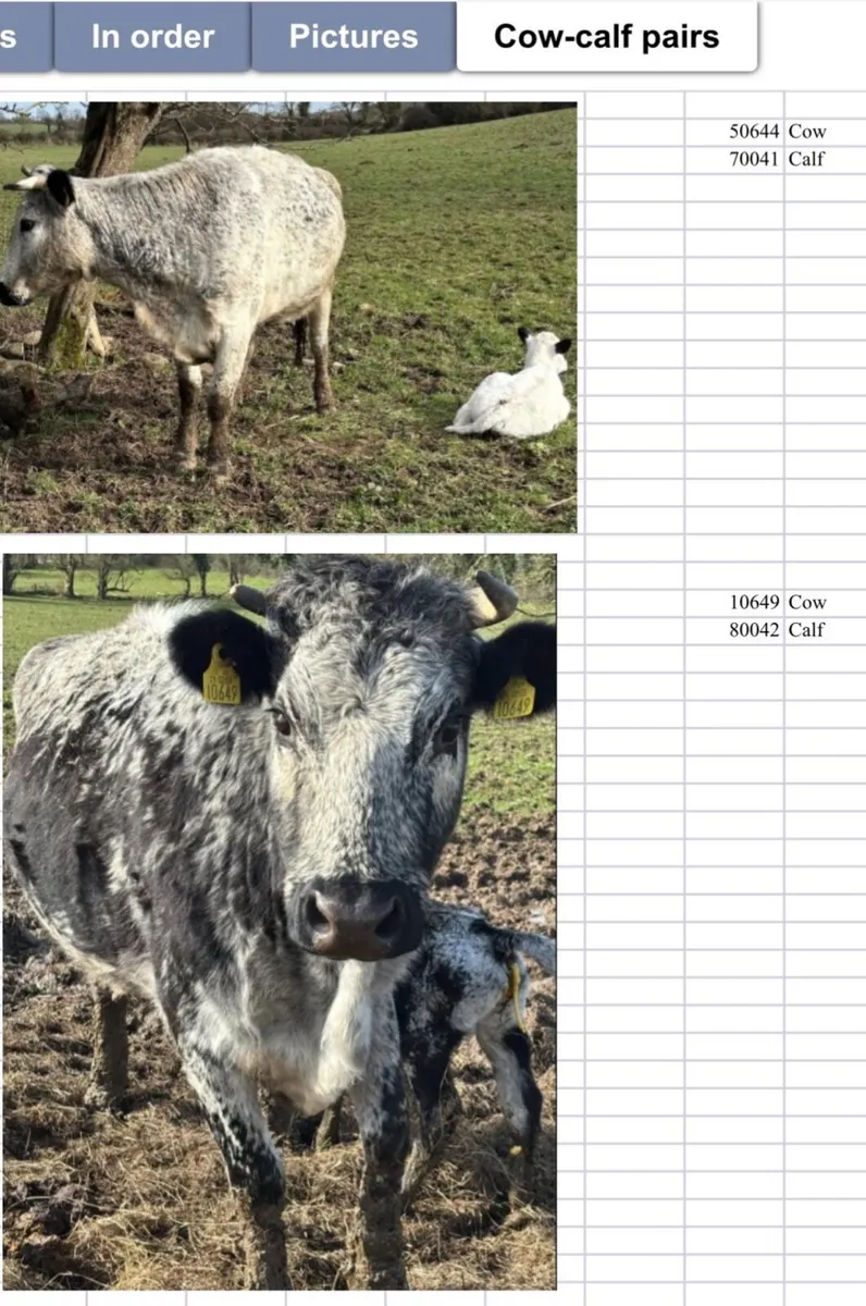 Cattle - Image 3