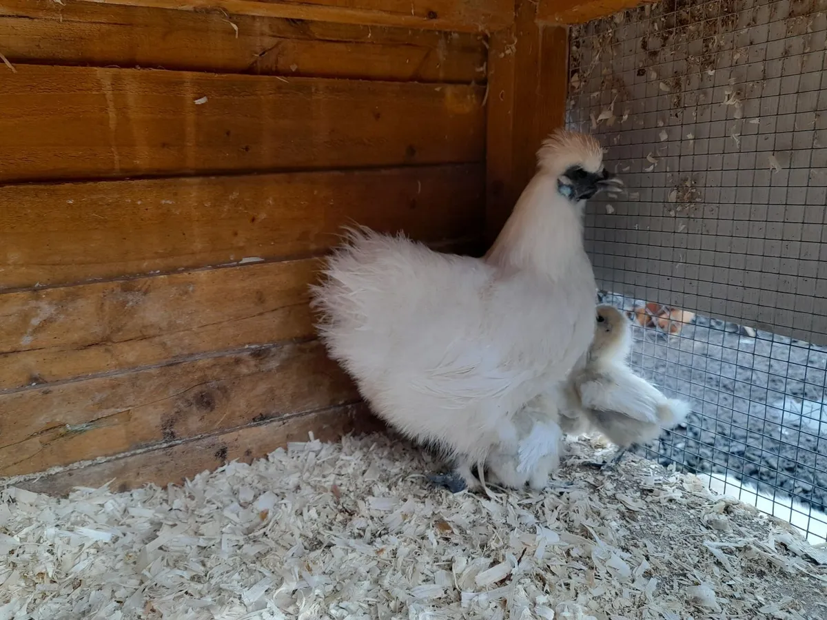 Pure bred silkie bantam with chicks - Image 2