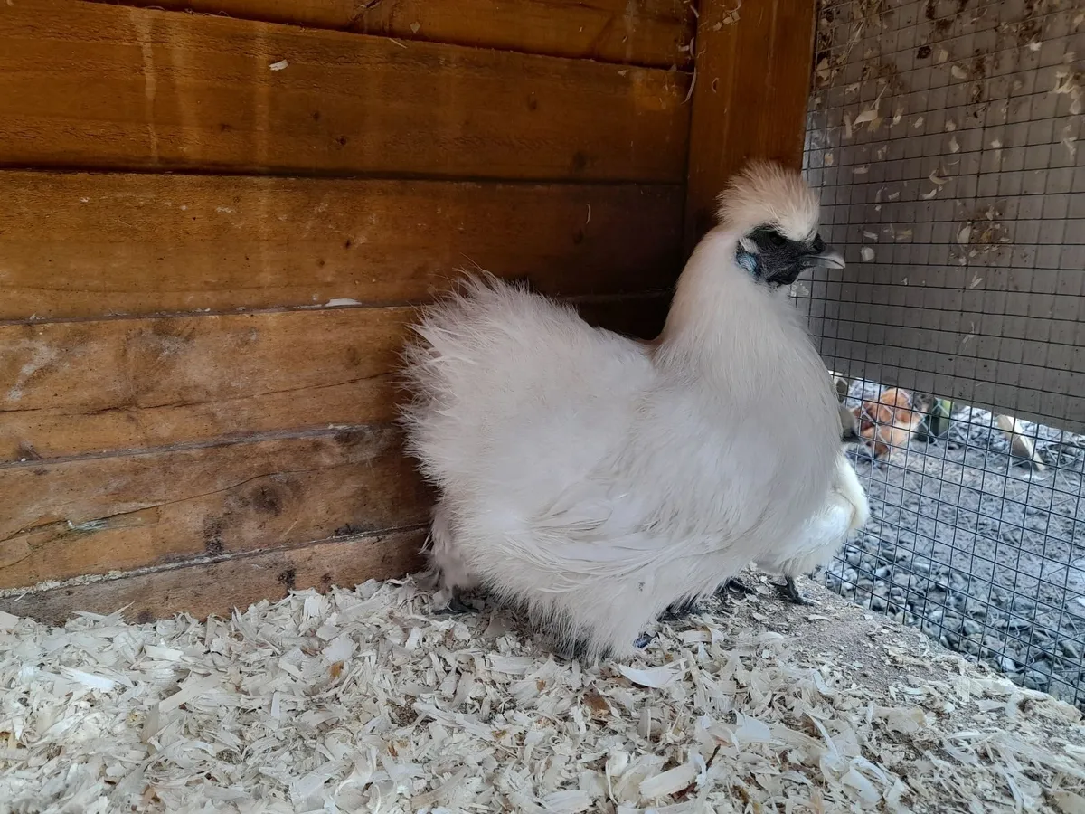 Pure bred silkie bantam with chicks - Image 3